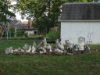 DSC06081