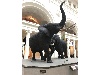IMG 5342