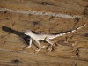 DSC01492